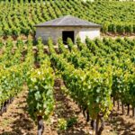 Vignoble du Muscadet : circuit de dégustation et étapes incontournables en 2026